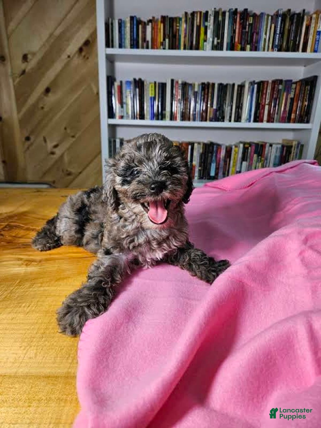 Mixed Breed dogs for sale: Speckles - Ad 10