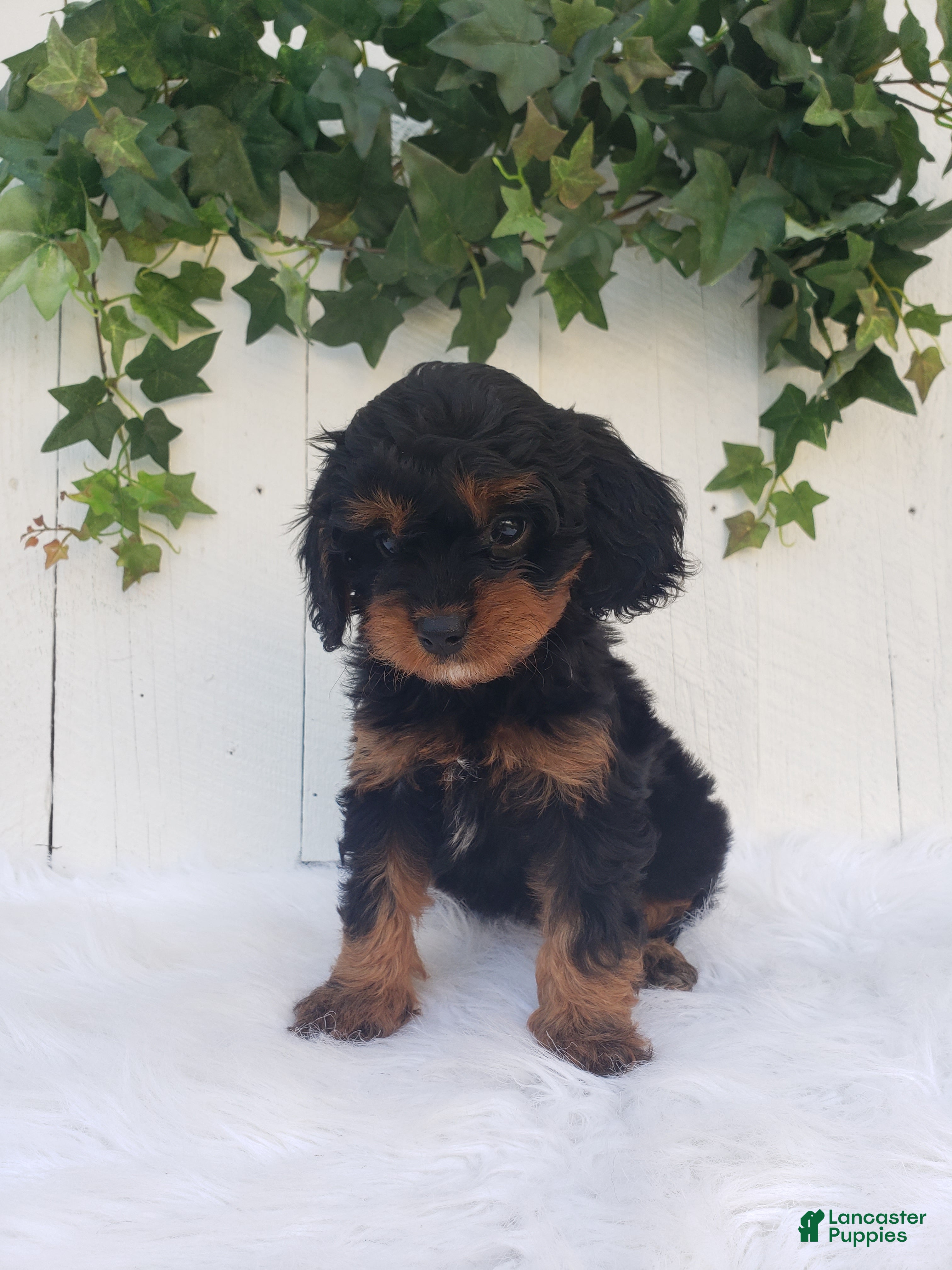 Cavapoo dogs Lily  - Ad 2