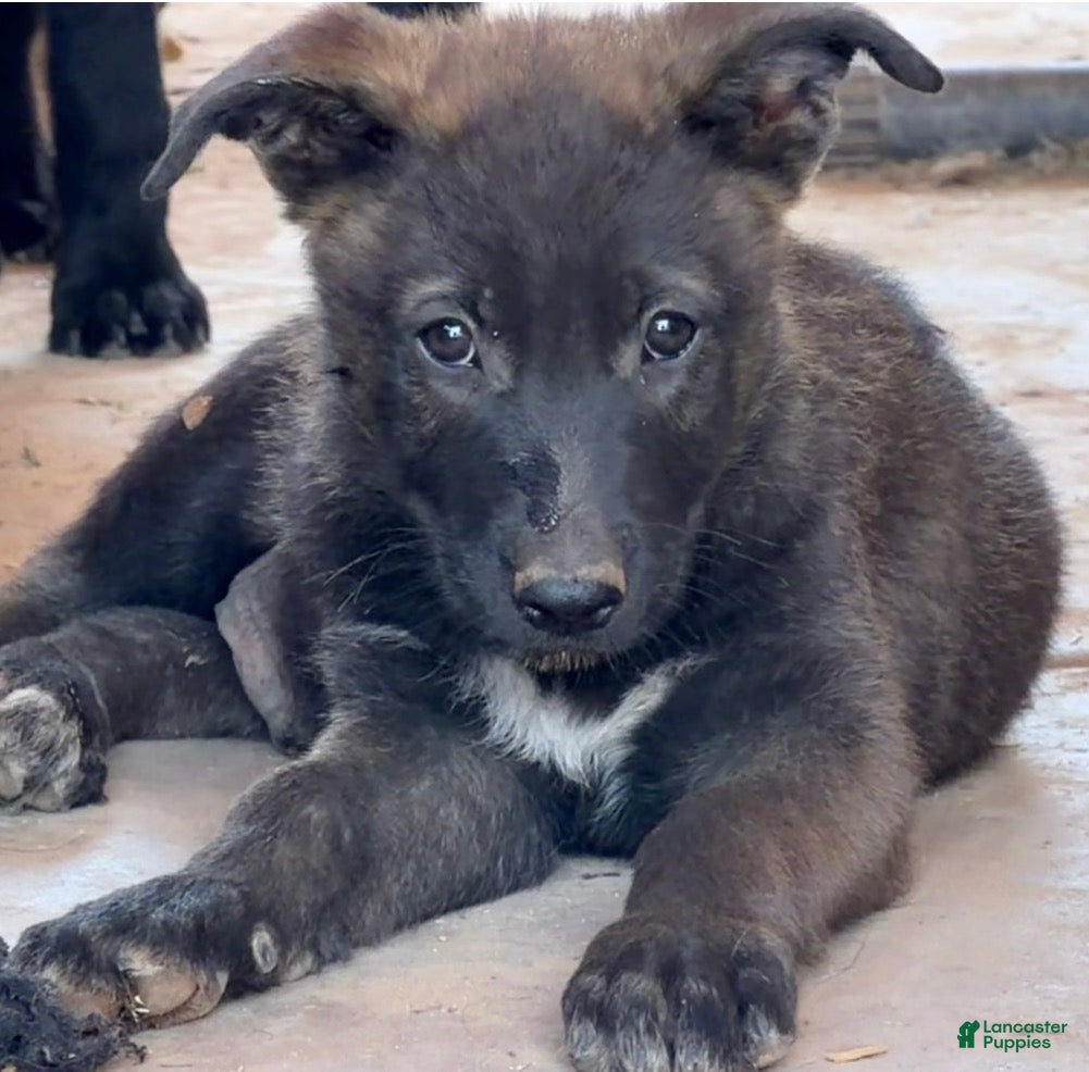 German Shepherd dogs German Shepherd Puppy 2 - Ad 15