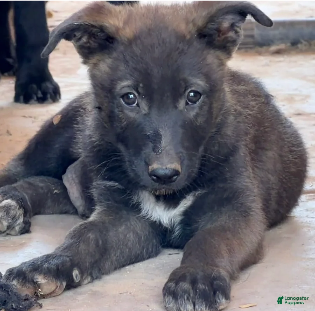 German Shepherd dogs for sale: German Shepherd Puppy 2 - Ad 1