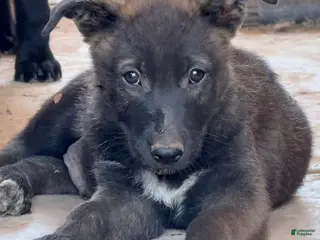 German Shepherd dogs German Shepherd Puppy 2 - Ad 15