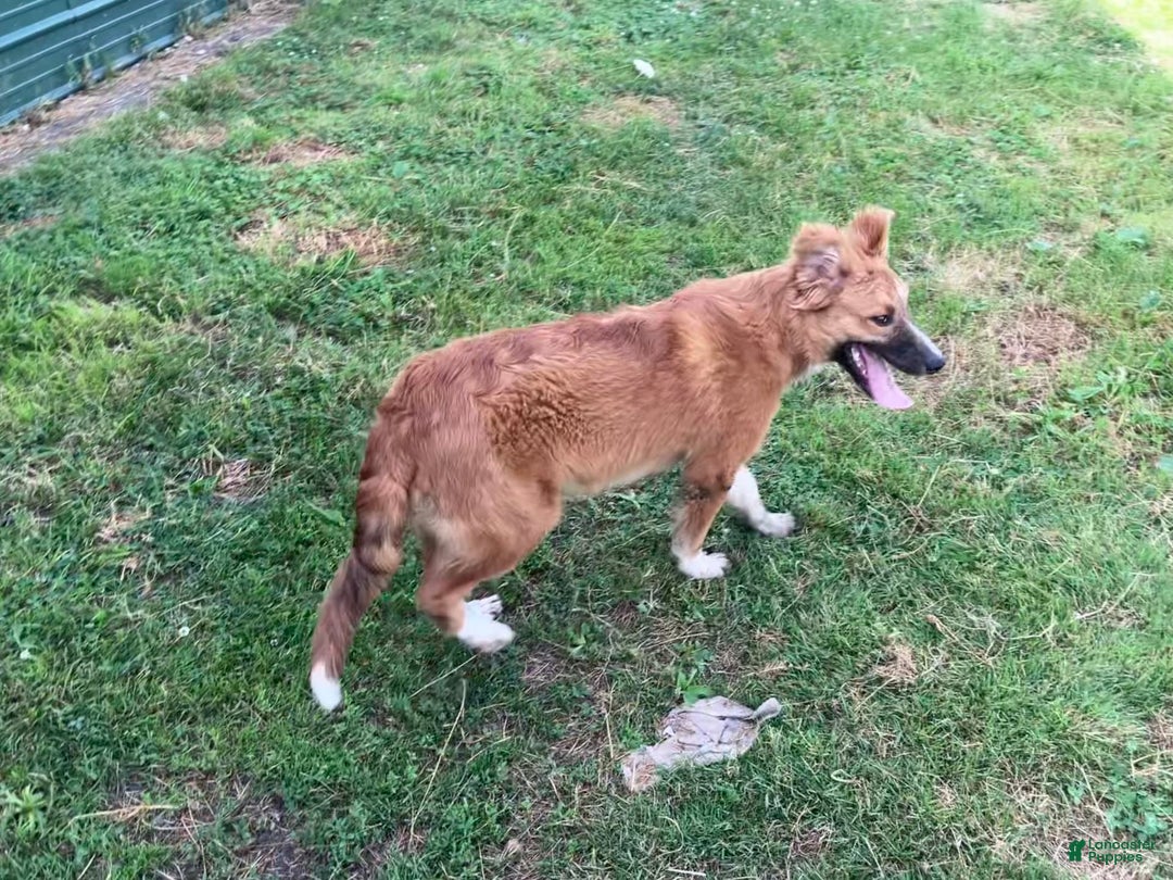 Red Border Collie Golden Retriever Mix Red Setter Border Collie