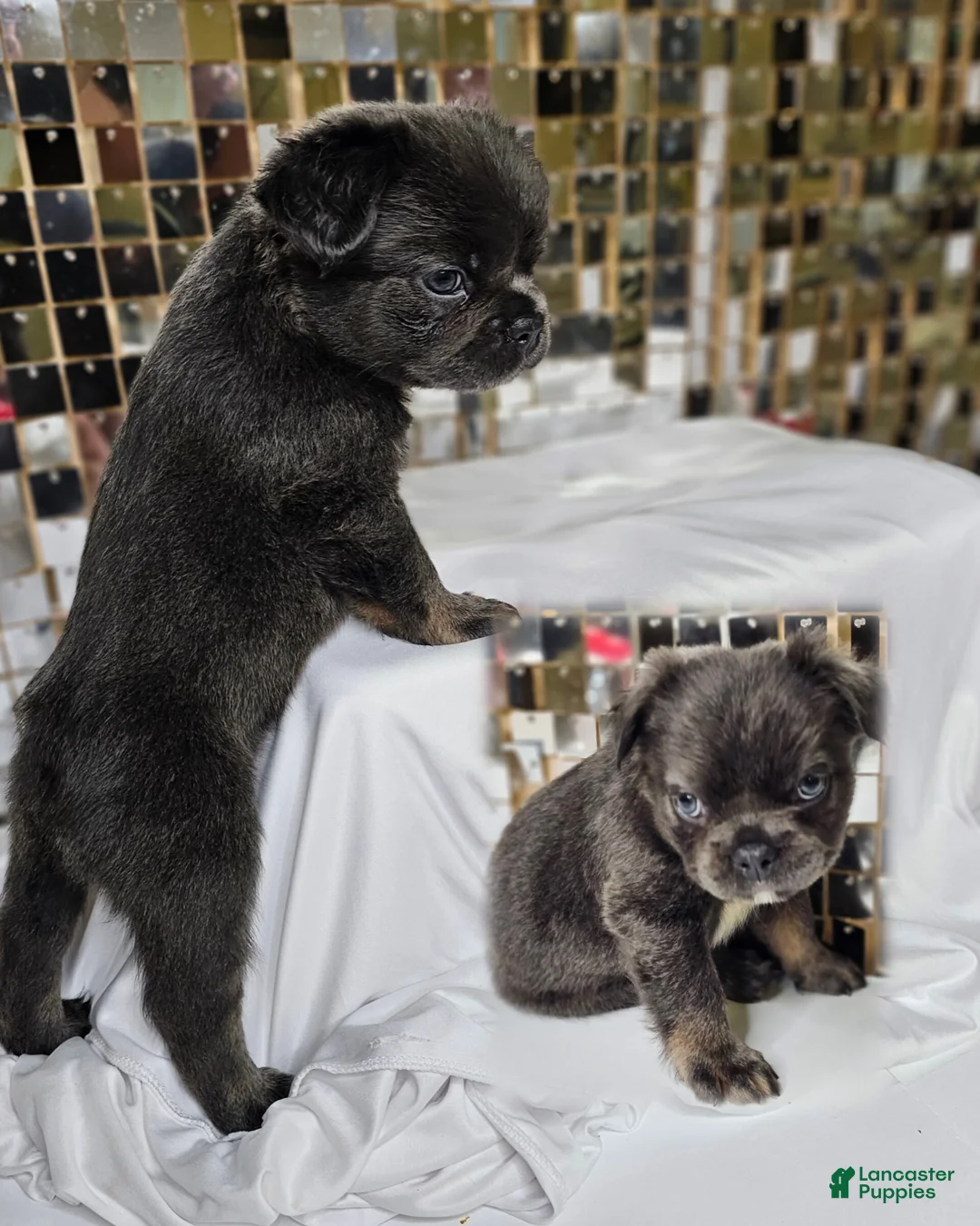 French Bulldog dogs for sale: 🐾 Primavera – Female Fluffy French Bulldog Puppy - Ad 1