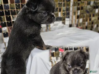 French Bulldog dogs 🐾 Primavera – Female Fluffy French Bulldog Puppy - Ad 42