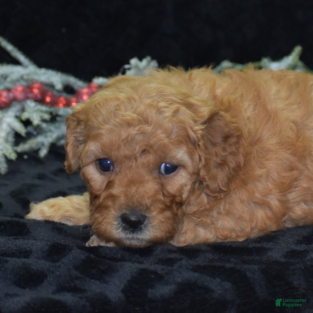 Mini Goldendoodle dogs for sale: Glaze - Ad 1