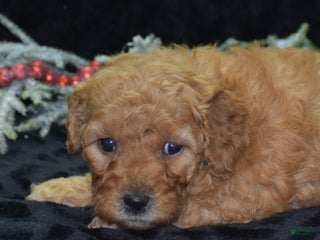 Mini Goldendoodle dogs Glaze - Ad 28