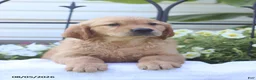 Golden Retriever dogs for sale: Champion - Ad 3