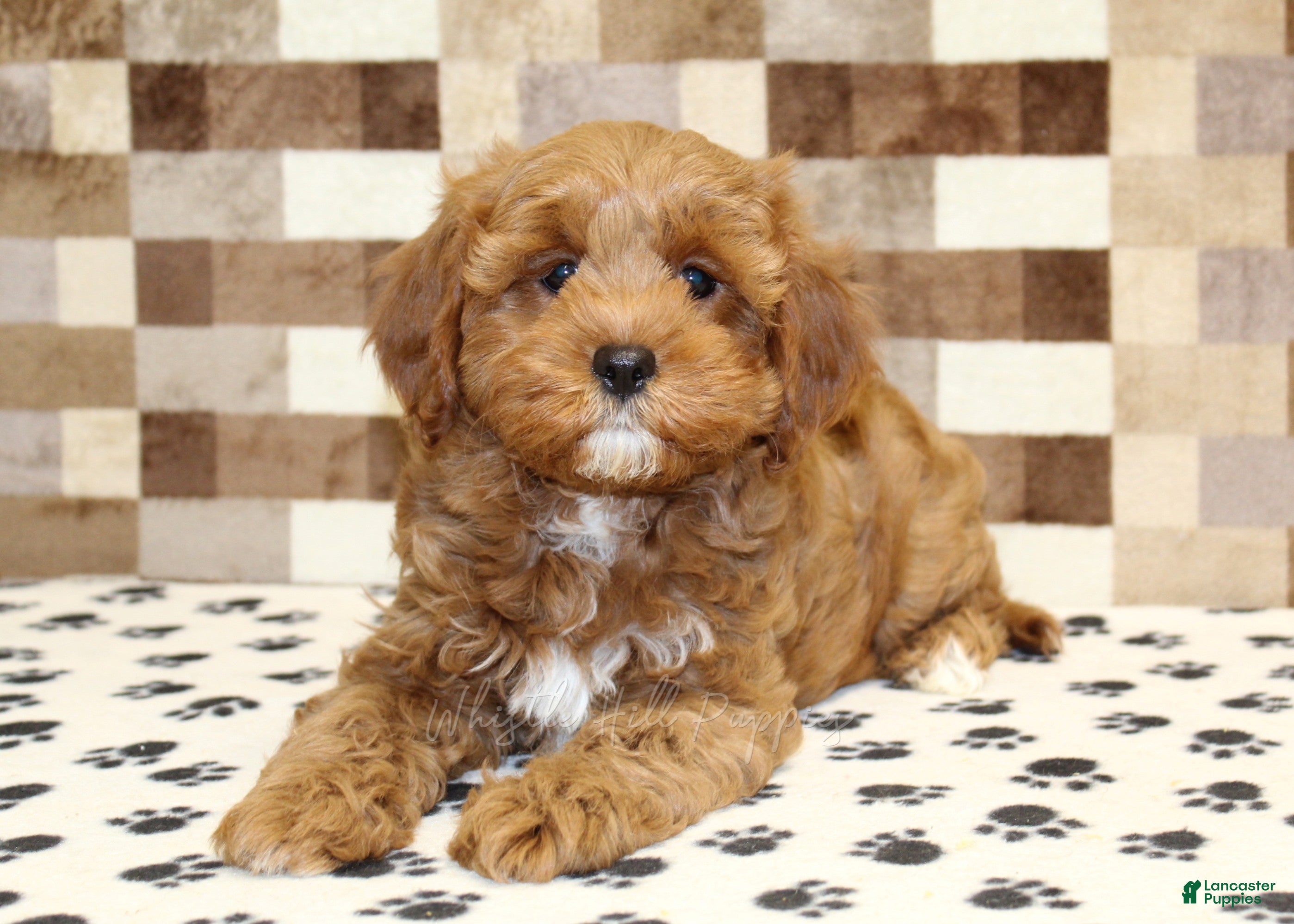 Cavapoo dogs Grace - Ad 2