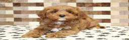 Cavapoo dogs for sale: Grace - Ad 2