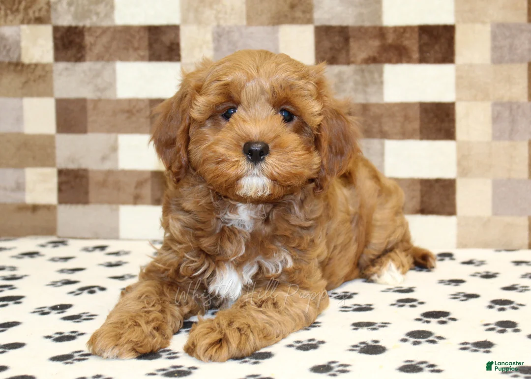 Cavapoo dogs for sale: Grace - Ad 2