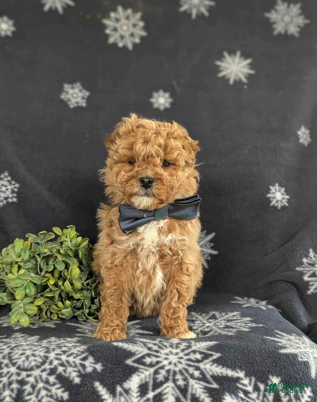 Bichpoo dogs for sale: Chance - Ad 2