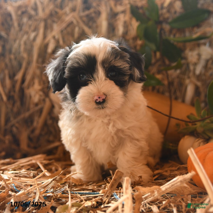 Havapoo dogs for sale: Bell  - Ad 1