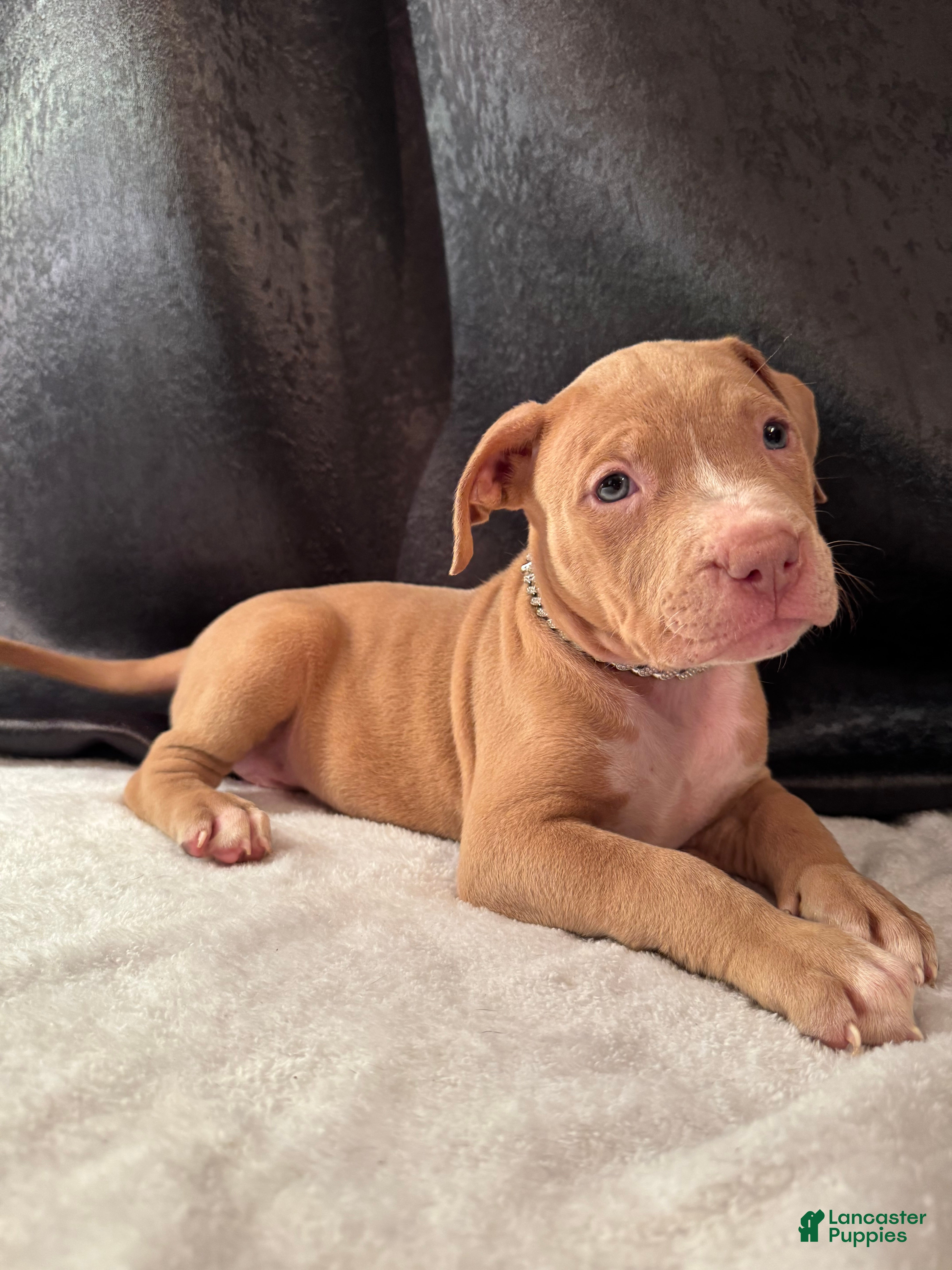 American Bully dogs American Bully Puppy 1 - Ad 1