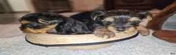 Yorkshire Terrier dogs for sale: Max - Ad 22
