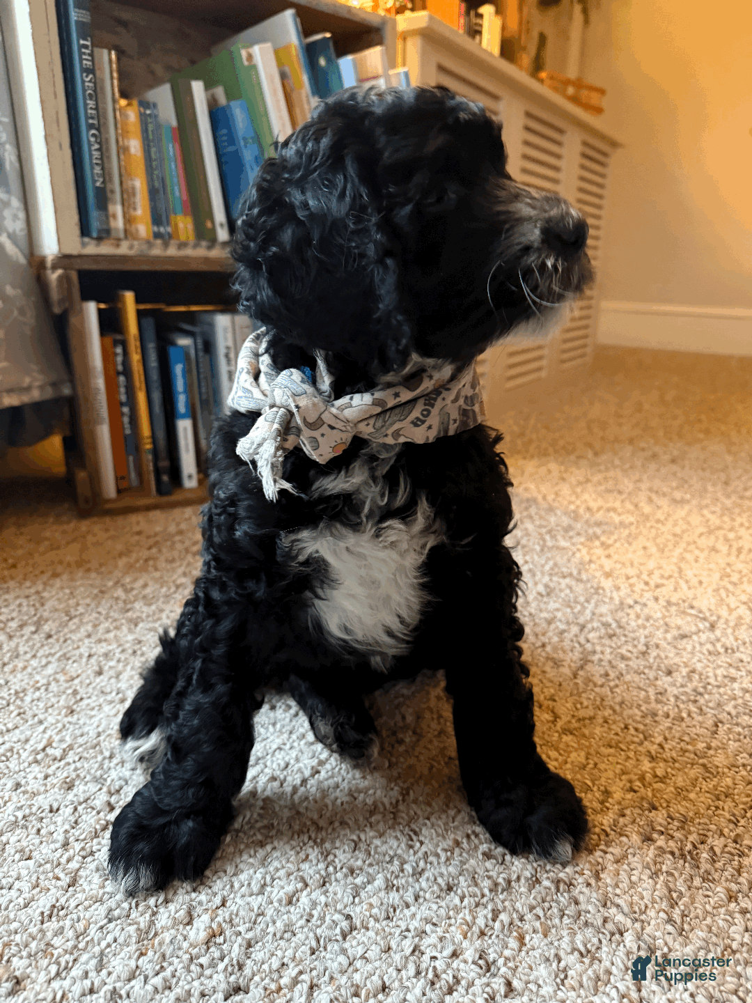 Mixed Breed dogs for sale: Henry - Ad 2