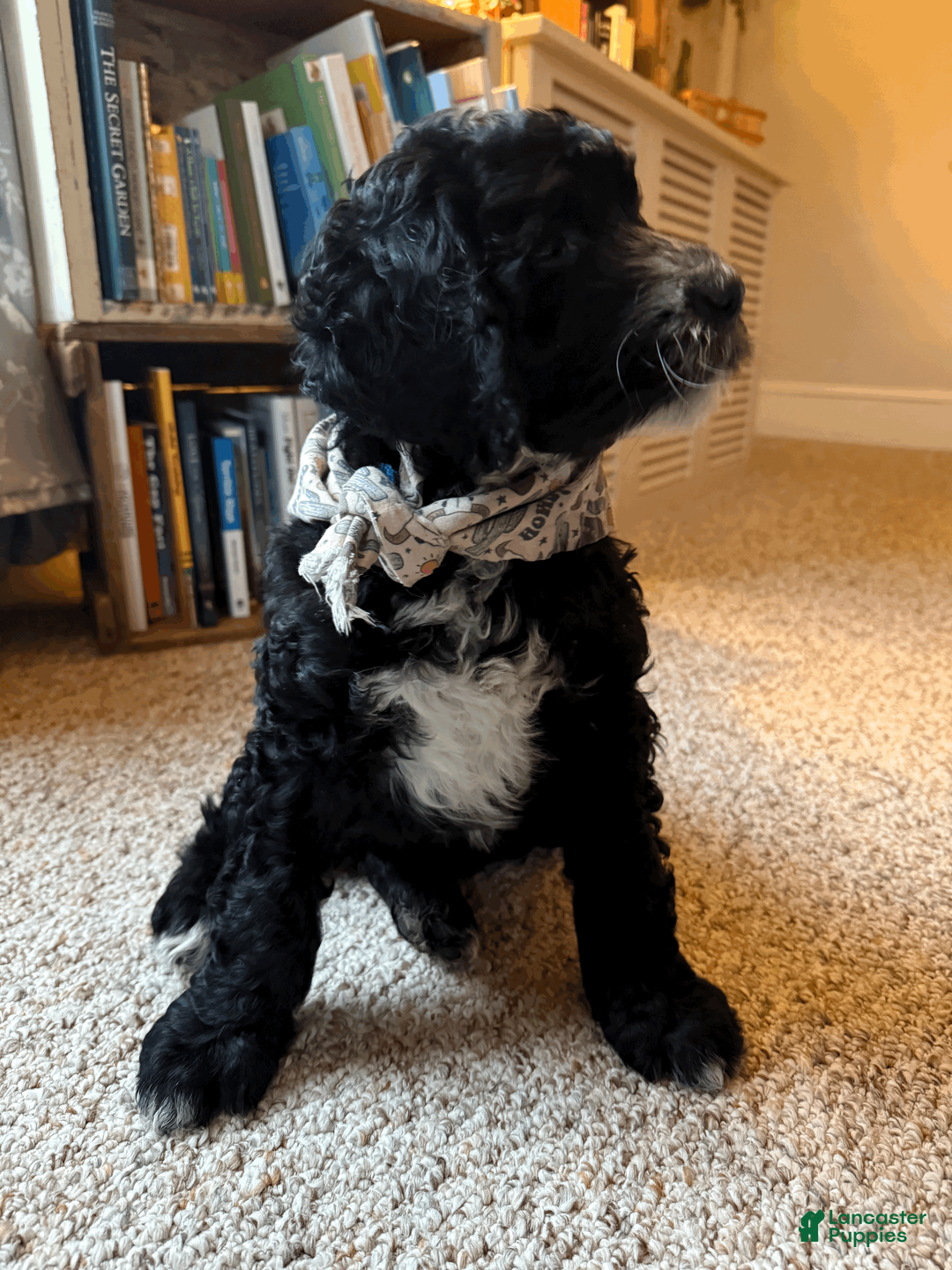 Mixed Breed dogs for sale: Henry - Ad 2