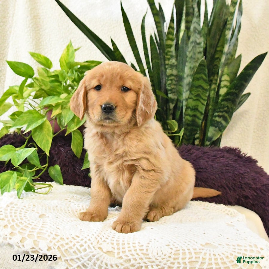 Golden Retriever dogs for sale: Ellie - Ad 1