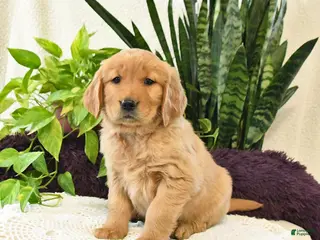Golden Retriever dogs Ellie - Ad 27