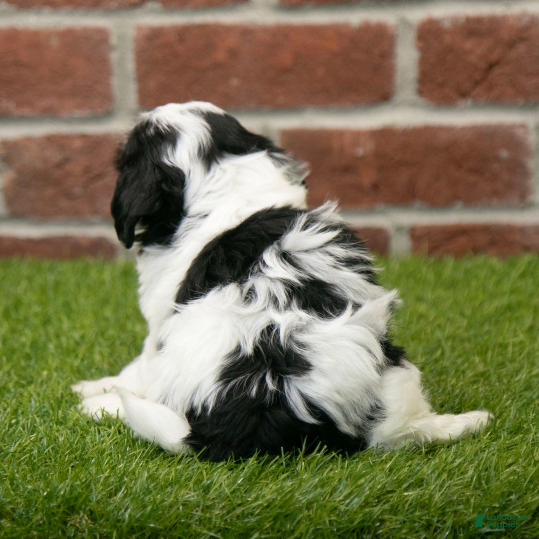 Havapoo dogs for sale: Leo - Ad 5