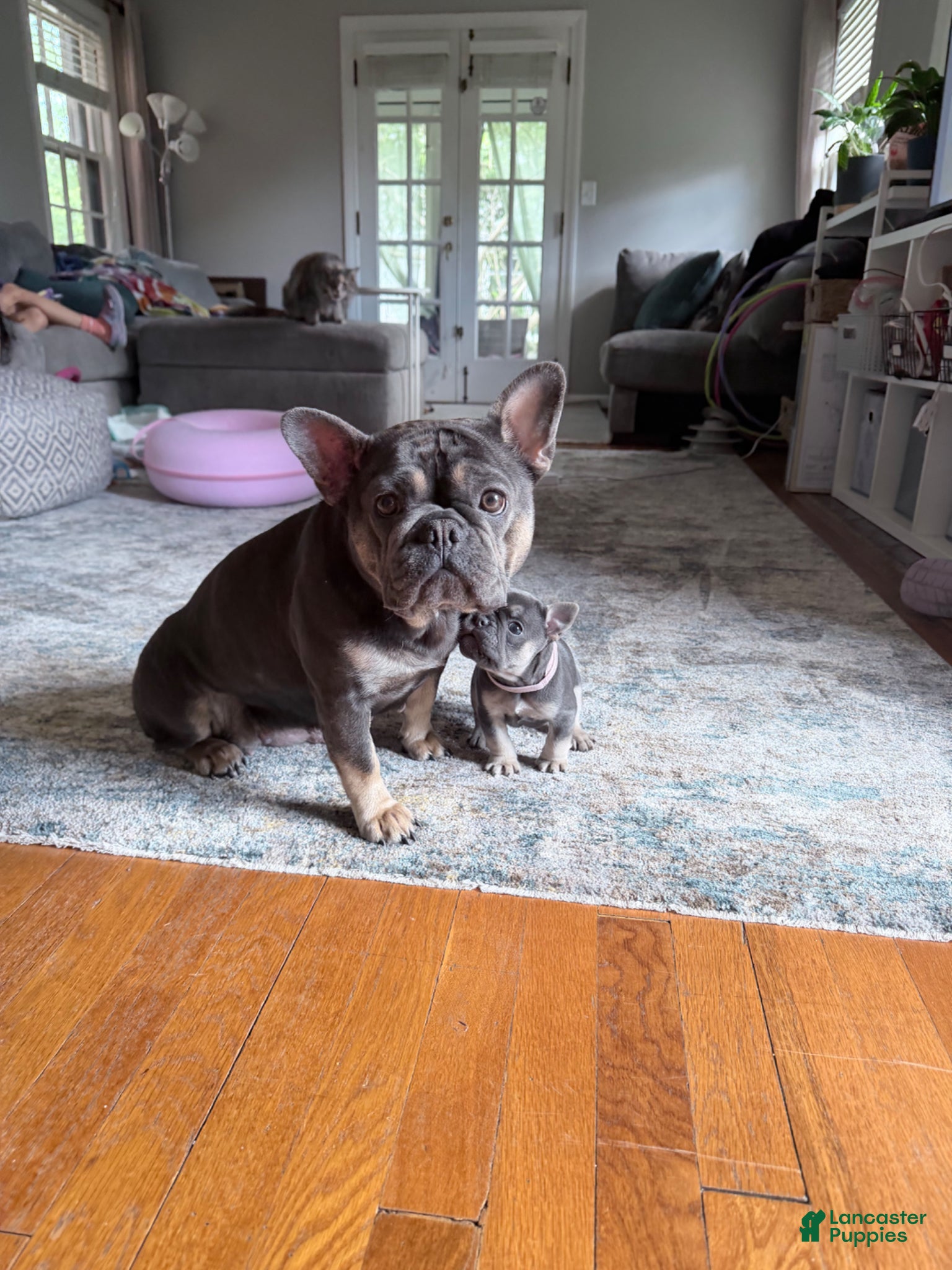French Bulldog dogs for sale: French Bulldog Female AKC - Ad 10