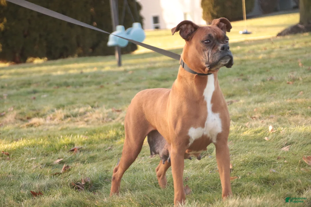 Boxer dogs for sale: Asher - Ad 12