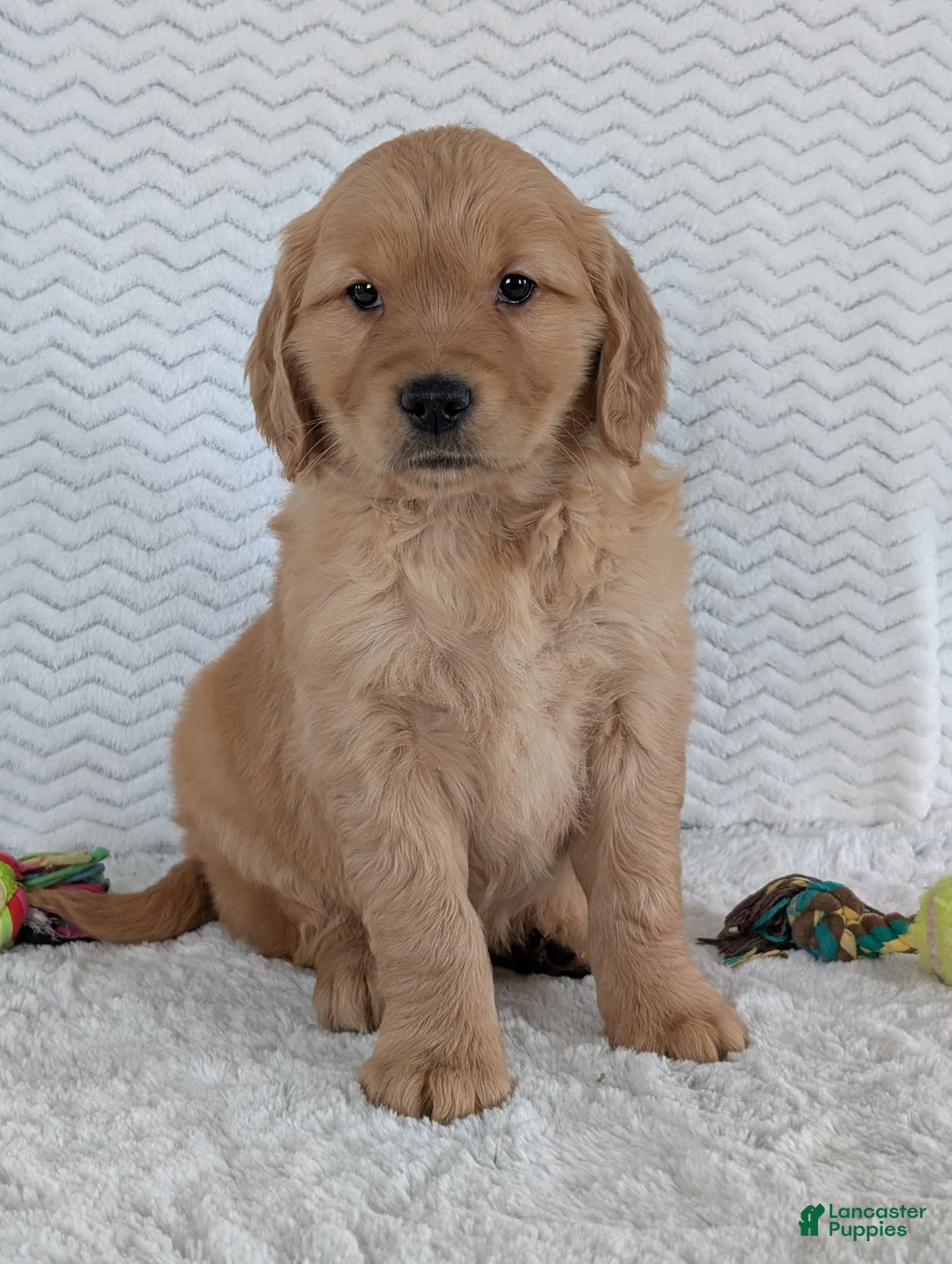 Golden Retriever dogs for sale: Miss Daisy  - Ad 5