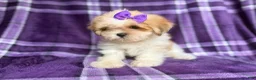 Lhasa Apso dogs for sale: Tessa - Ad 2