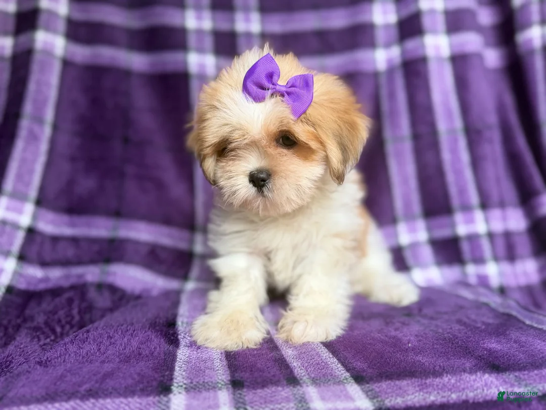 Lhasa Apso dogs for sale: Tessa - Ad 2