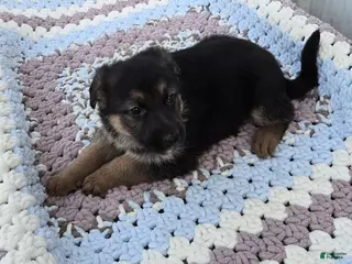 German Shepherd dogs for sale: Zane - Ad 2