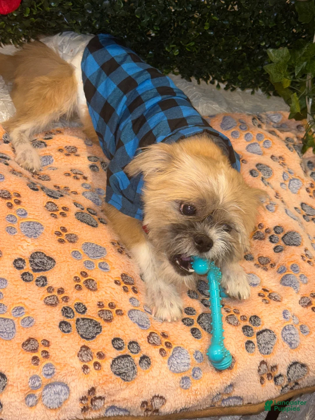 Shih Tzu dogs for sale: Shih Tzu 1 - Ad 3