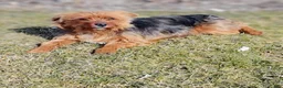 Yorkshire Terrier dogs for sale: Cindy - Ad 2