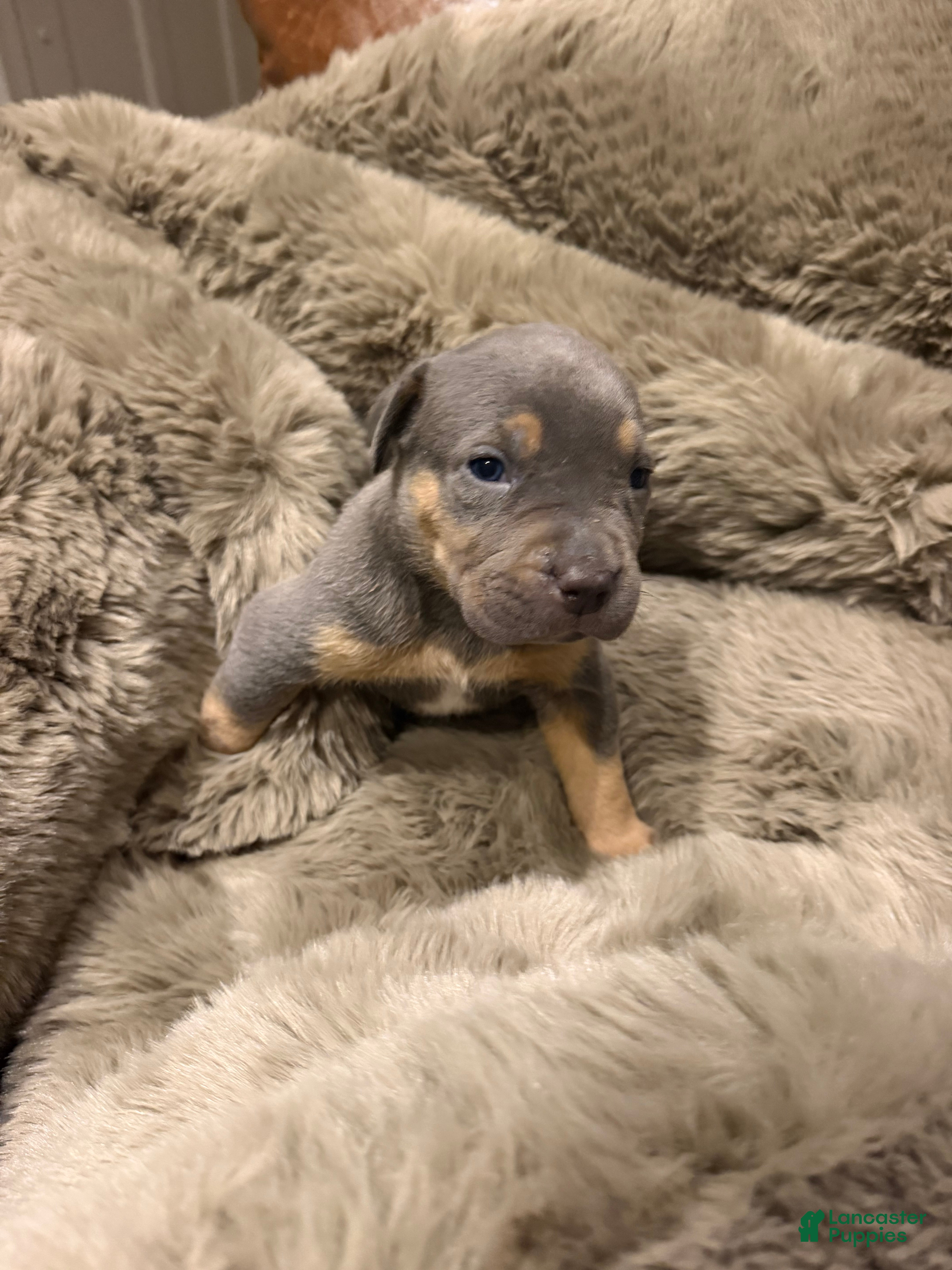 American Bully dogs Mack - Ad 2