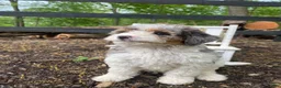 Bernedoodle dogs for sale: Franky - Ad 11