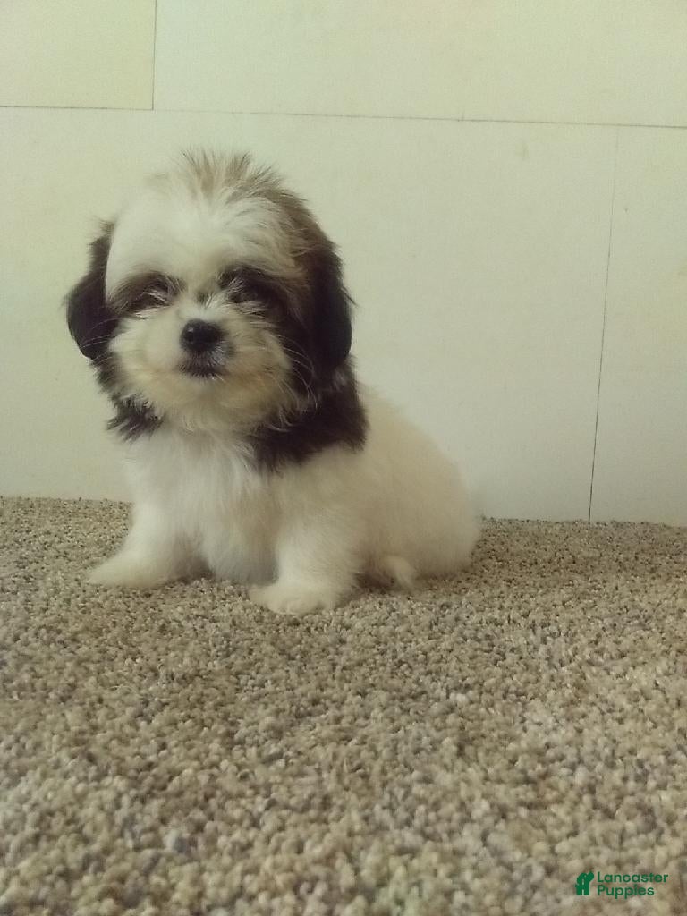 Shih Tzu dogs Jill - Ad 23
