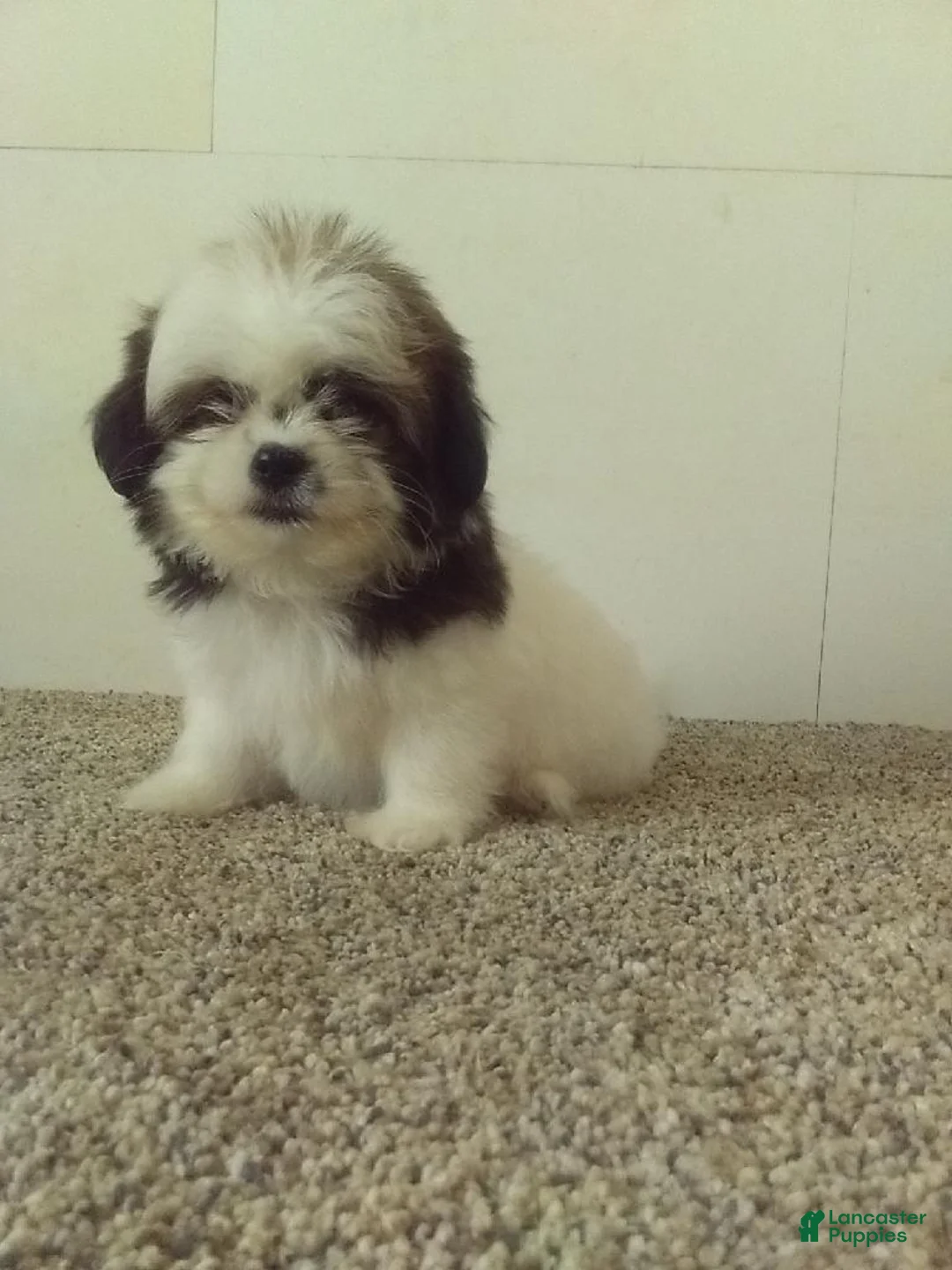 Shih Tzu dogs for sale: Jill - Ad 1