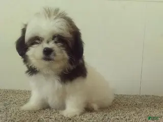 Shih Tzu dogs Jill - Ad 8