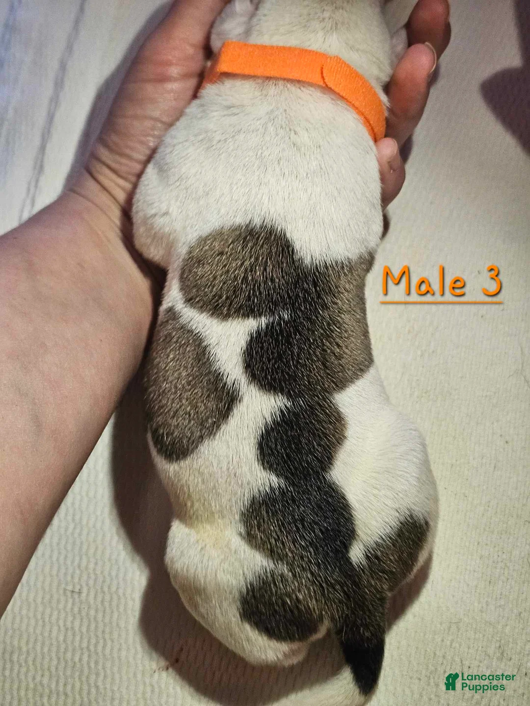 American Bulldog dogs for sale: American Bulldog Puppy 6 - Ad 1