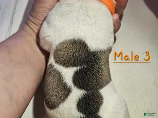 American Bulldog dogs American Bulldog Puppy 6 - Ad 12