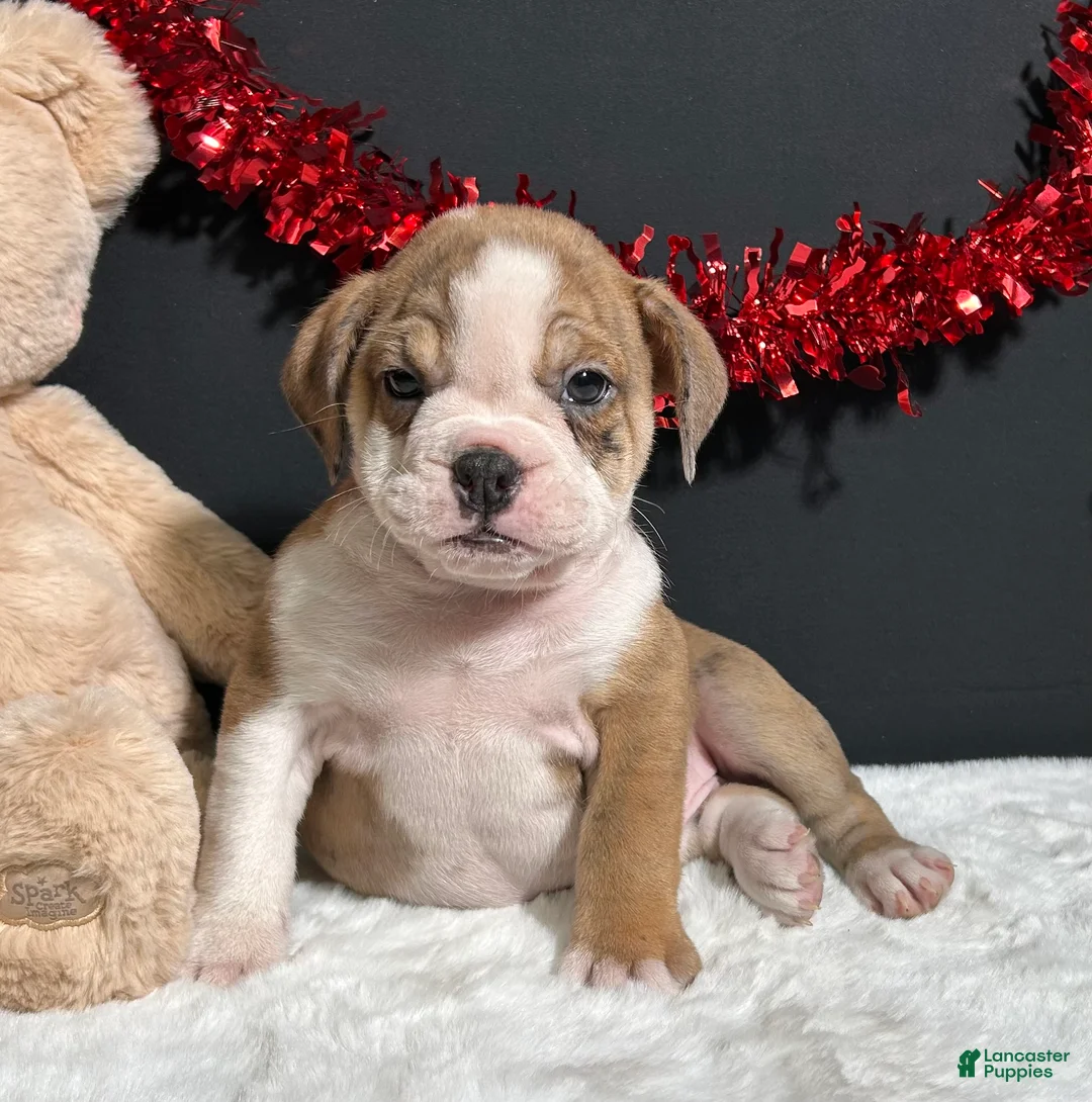 Beabull dogs for sale: Tammy - Ad 1