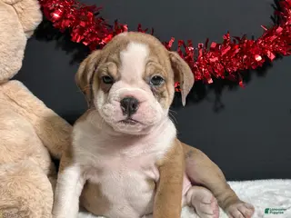 Beabull dogs Tammy - Ad 2