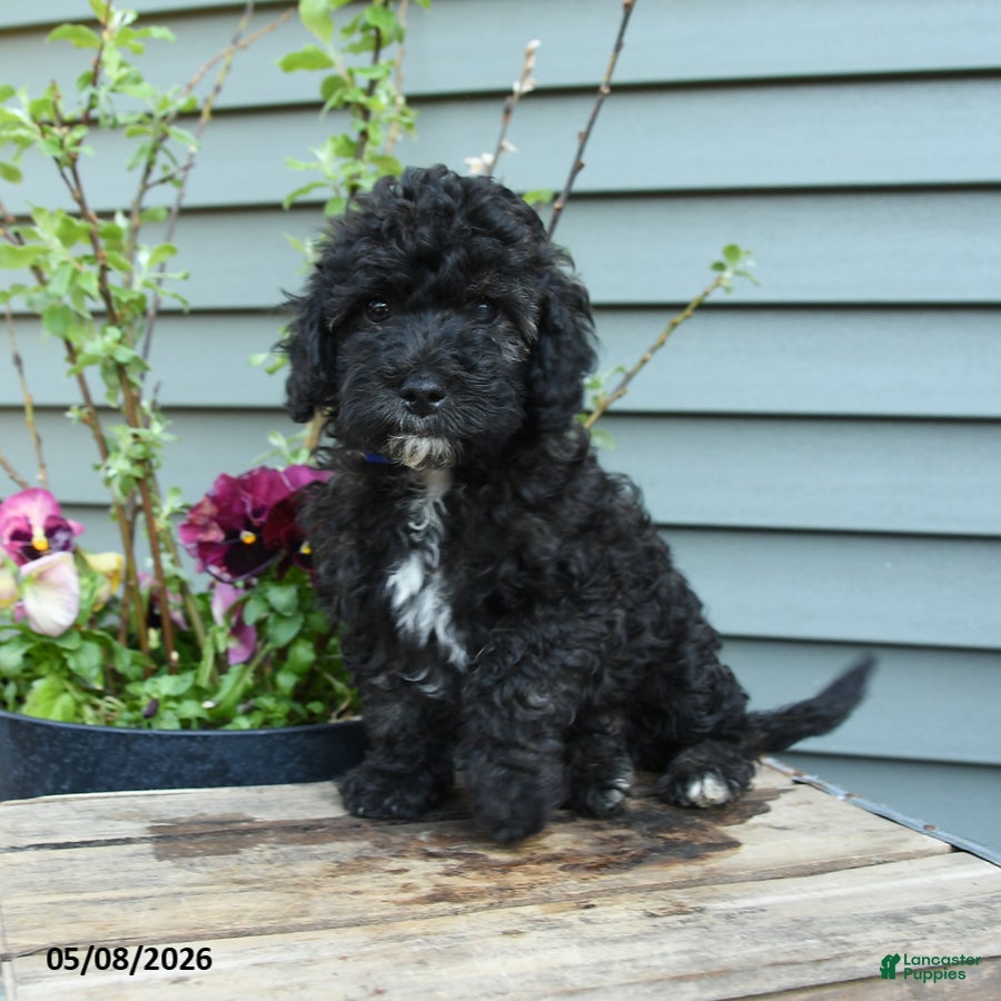 Shihpoo dogs Apollo - Ad 1