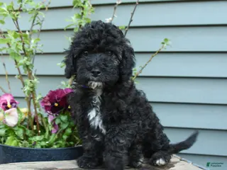 Shihpoo dogs for sale: Apollo - Ad 4