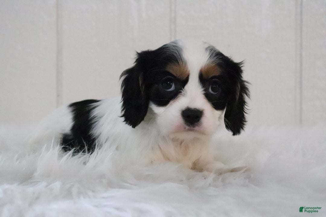 Cavalier King Charles Spaniel dogs for sale: Rosco - Ad 10