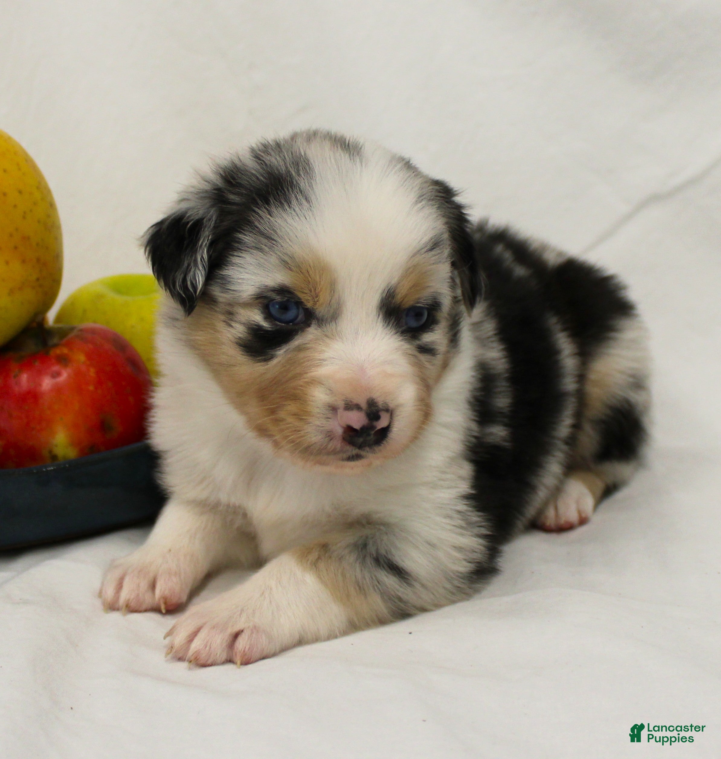 Australian Shepherd dogs Surprise - Ad 2