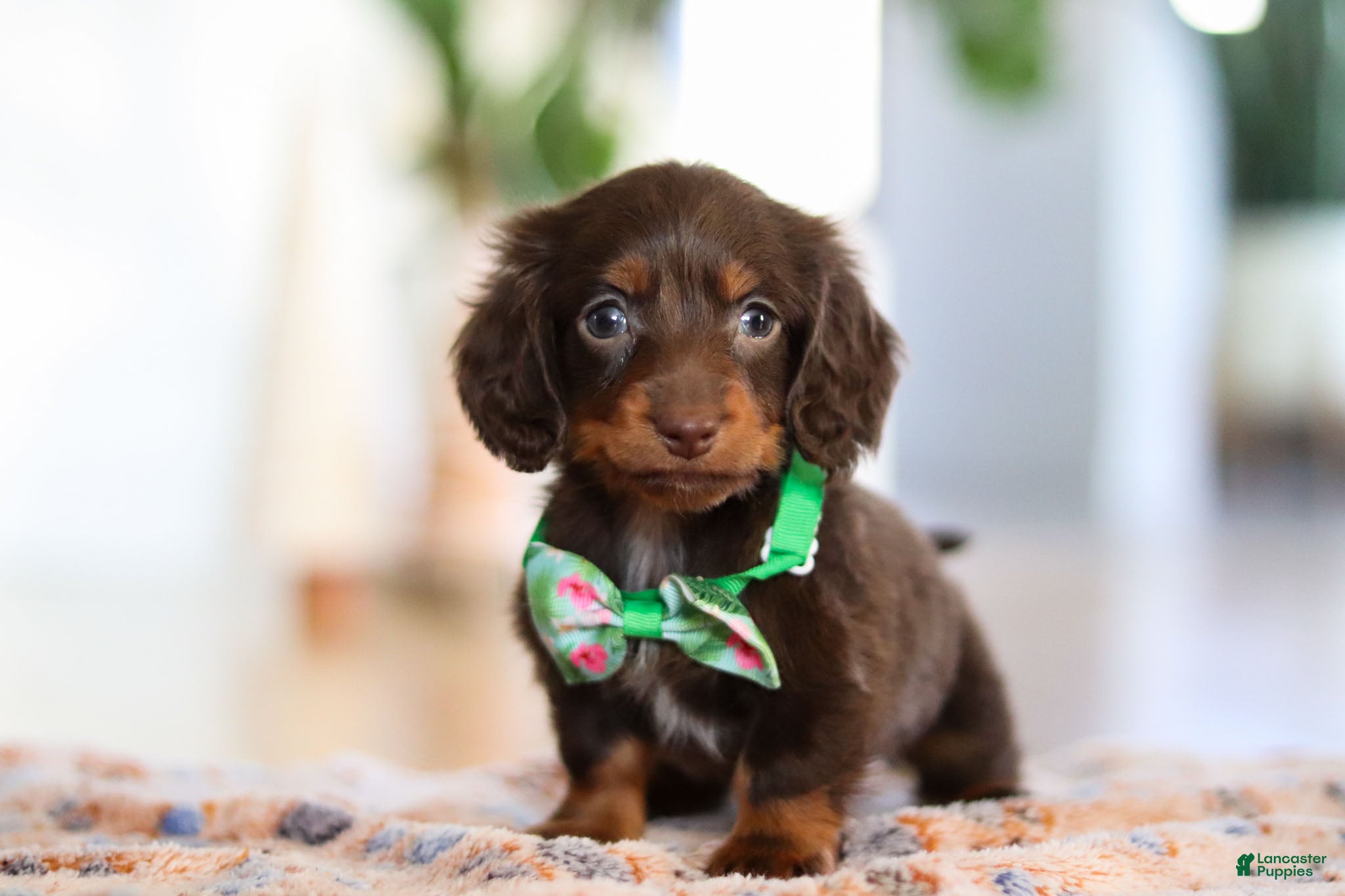 Miniature Dachshund dogs Ollie - Ad 33