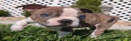 Boston Terrier dogs for sale: Lavender - Ad 8