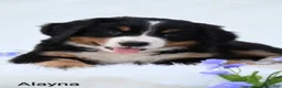 Bernese Mountain Dog dogs for sale: Alayna - Ad 5
