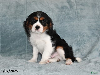 Cavalier King Charles Spaniel dogs - Ad 23