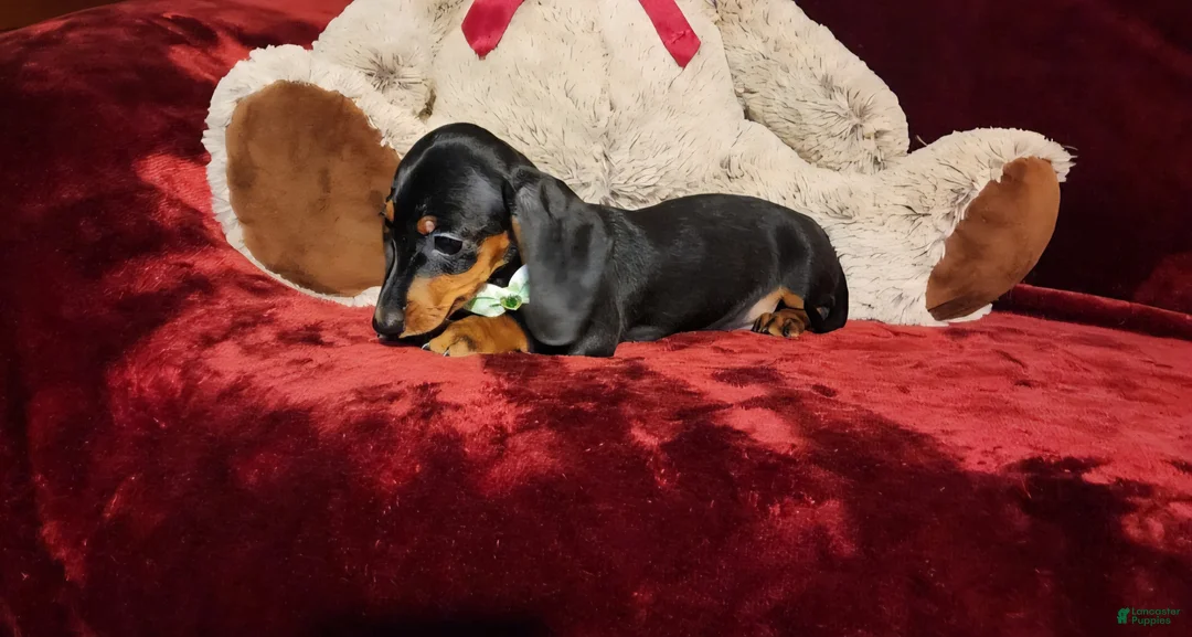Miniature Dachshund dogs for sale: *LOLA* - Ad 2