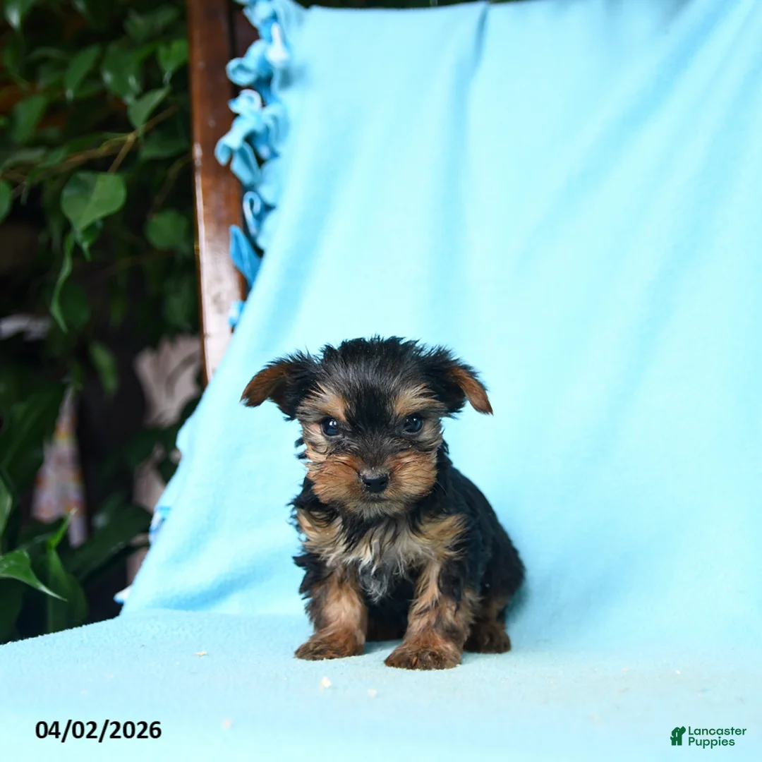 Yorkshire Terrier dogs for sale: Paprika - Ad 2